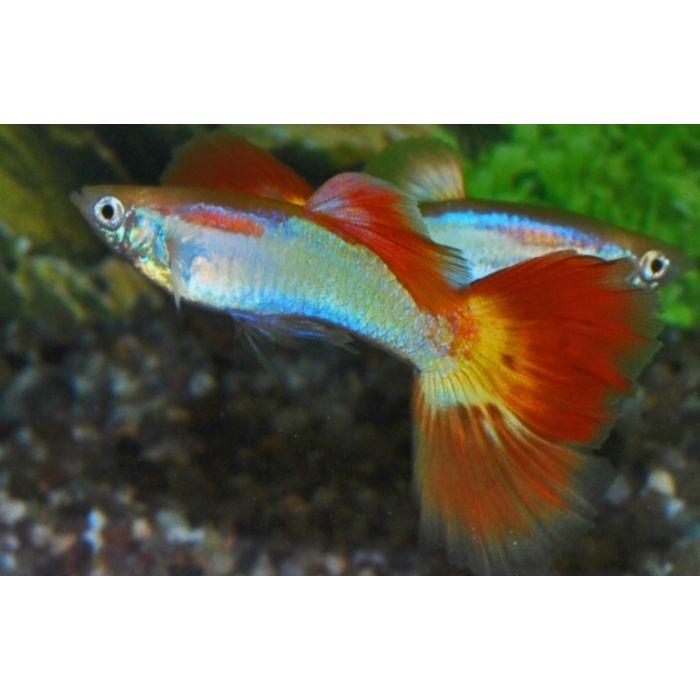 Poecilia reticulata Gup Man Sunset Cobra