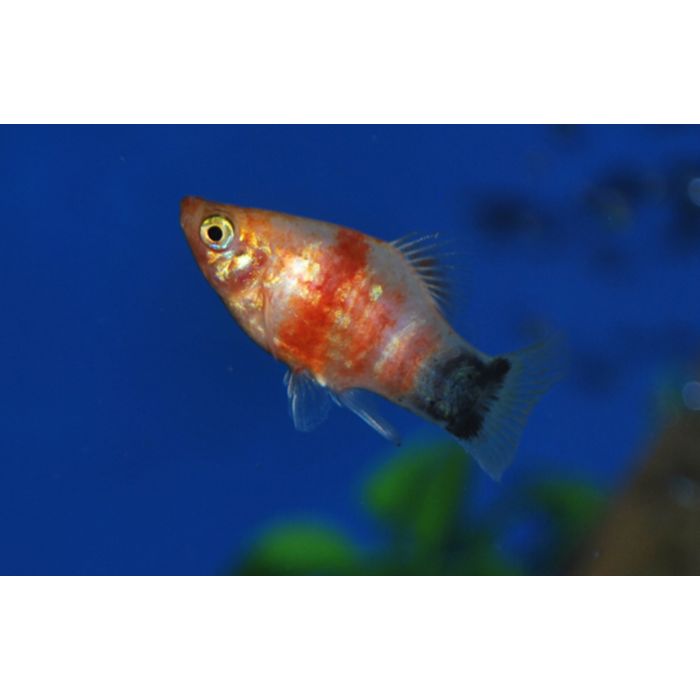 Xiphophorus Maculatus Platy Bleeding Heart Mickey