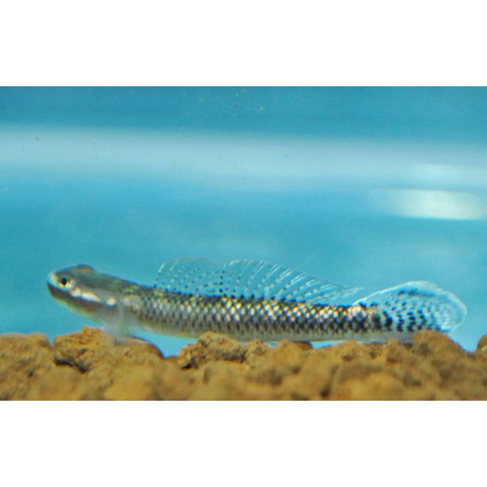 Stiphodon Atropurpureus / Blauwe Neon Grondel