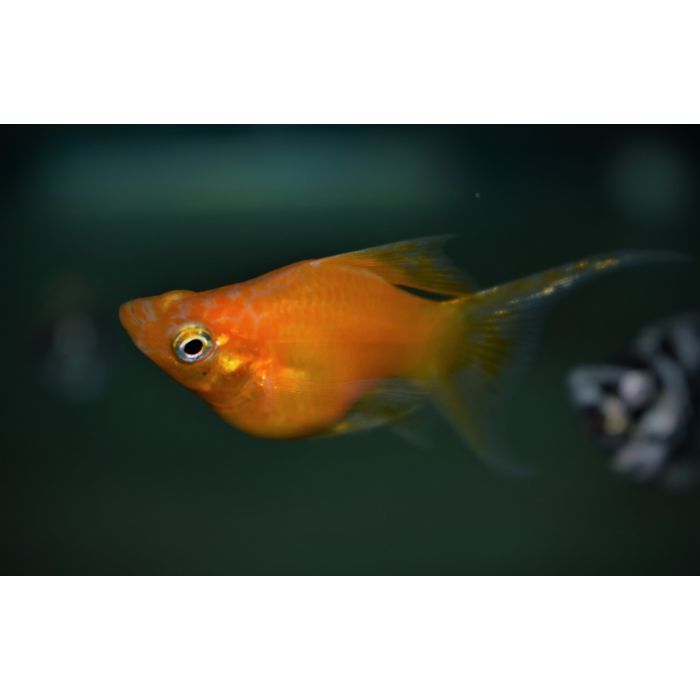 Poecilia Sphenops Balloon Longfin Mix