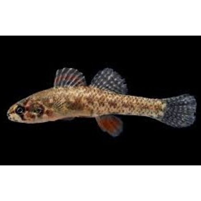 Ethostoma Microperca