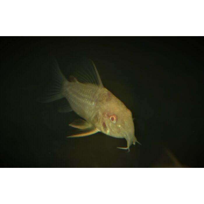 Corydoras Sterbai Albino / Sterba's Pantsermeerval Albino