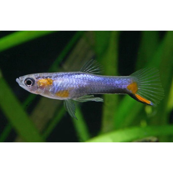 Poecilia Wingei Blue Star Male M
