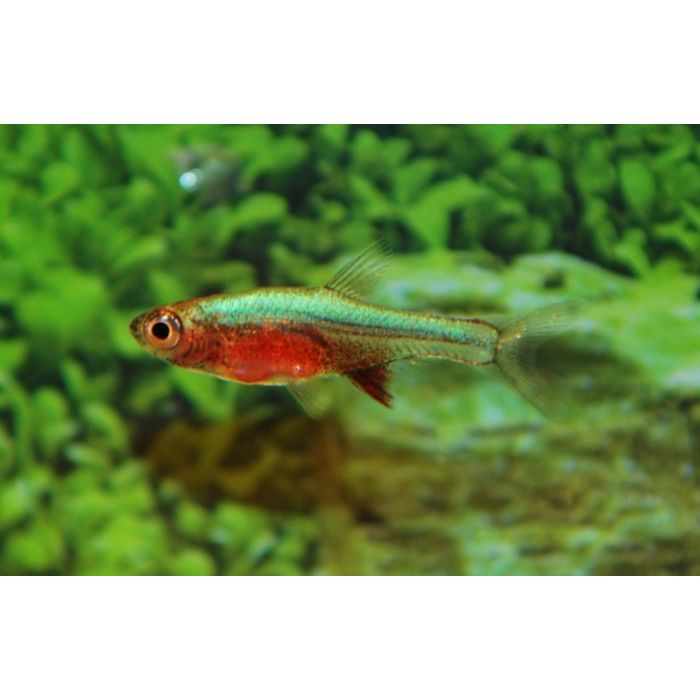 Sundadanio Axelrodi Neon Blue / Rasbora Axelrodi Neon Blauw