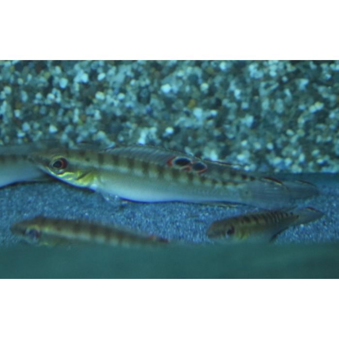 Crenicichla Notophthalmus