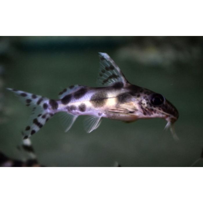 Synodontis Decorus / Baardmeerval Decorus