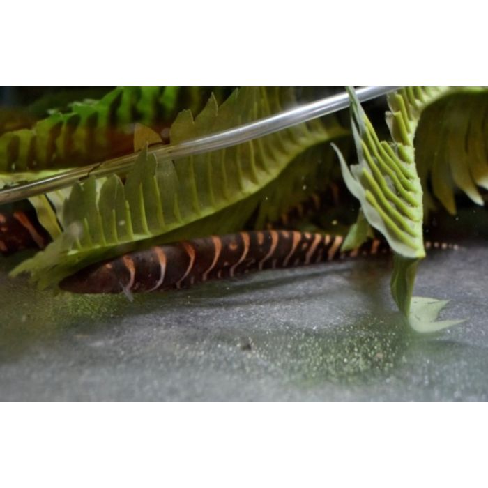 Gymnotus Stenoleucus / Mesvis Peru