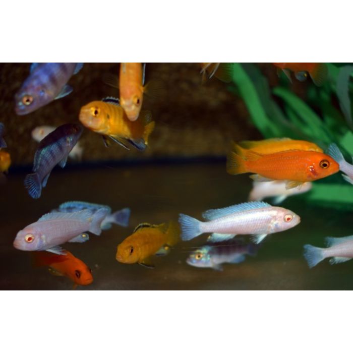 Pseudotropheus Saulosi Red Coral