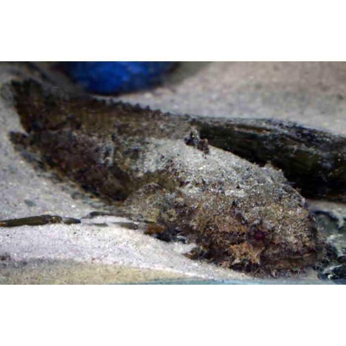 Batrochomoeus Trispinosus / / Drie Doornige Paddevis