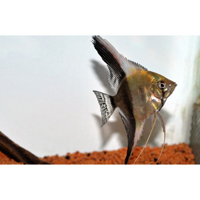 P. Scalare Bicolor / Maanvis Bicolor