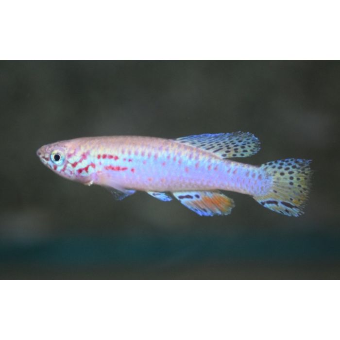 Fundulopanchax Filamentosus / Killivis Filamentosus