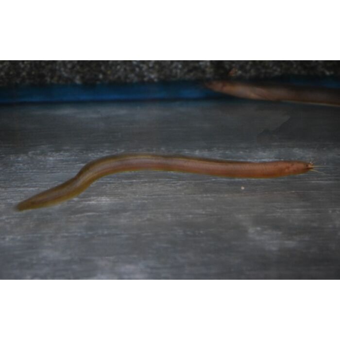 Channallabes Apus / Aalmeerval Nigeria