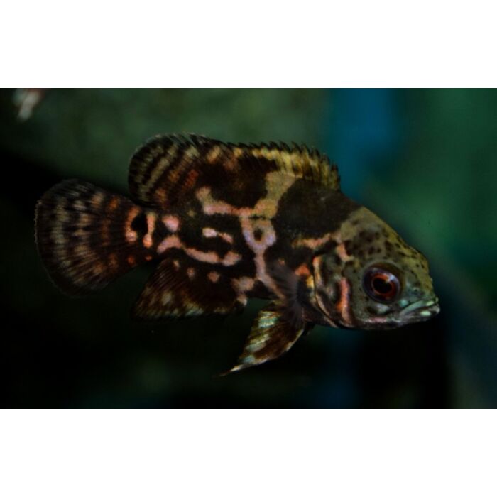 Astronotus Ocellatus Red Tiger Pauwoogcichlide Tijger Rood