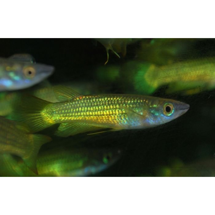 Aplocheilus Lineatus Gold / Killivis Lineatus Goud