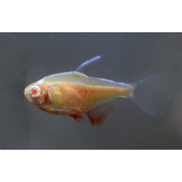 Hyphessobrycon Flammeus Albino / Roter Rio Albino