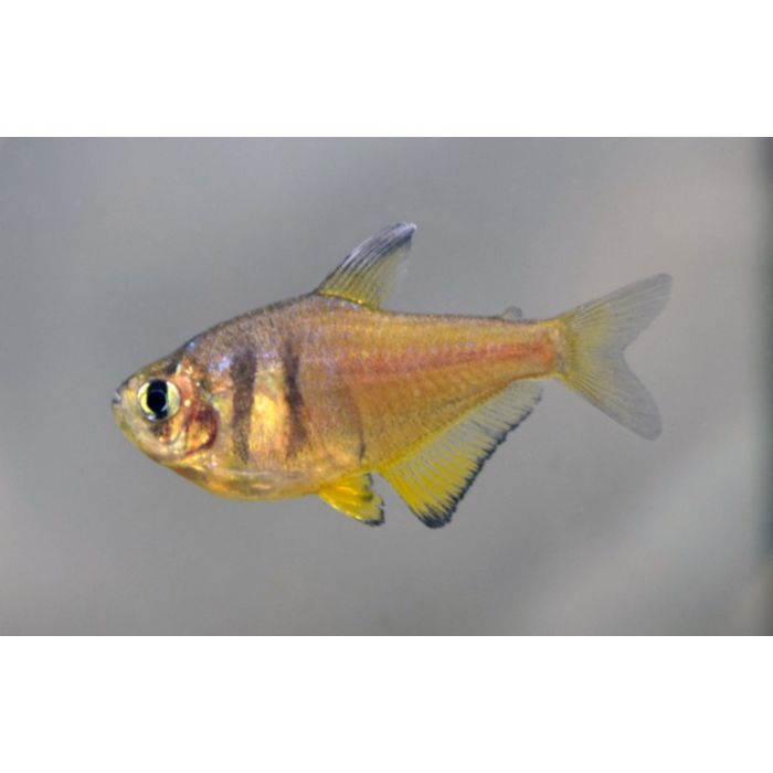 Hyphessobrycon Flammeus Yellow / Rode Rio Geel