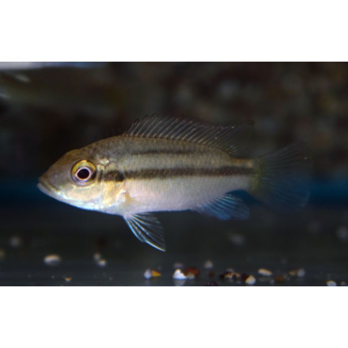 Chromidotilapia Guentheri