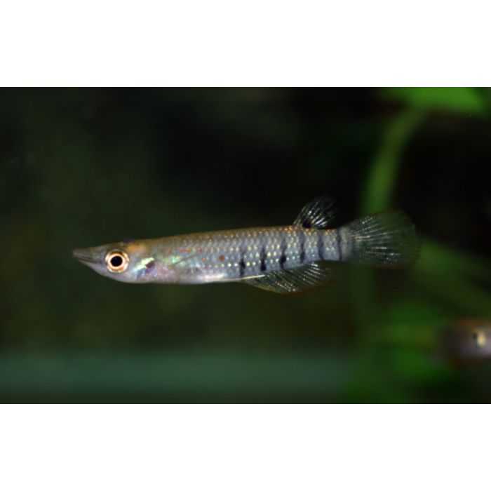 Aplocheilus Lineatus / Killivis Lineatus