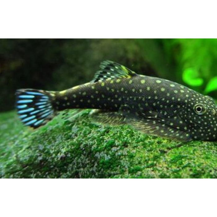 Gastromyzon Ctenocephalus / Borneo-Algenfresser