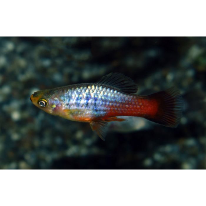 Xiphophorus Maculatus Platy Neon Rainbow