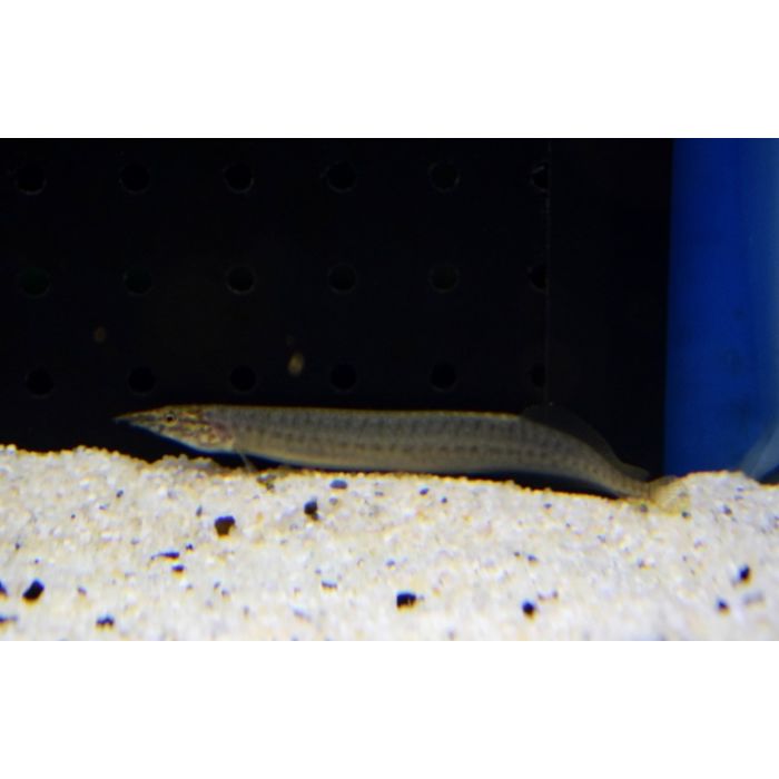 Macrognathus Pancalus / Stekelaal Pancalus