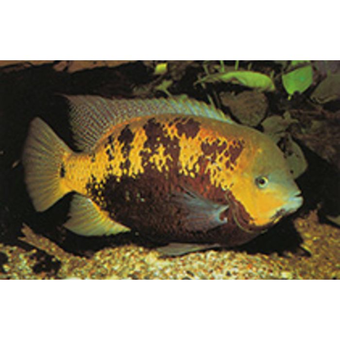 Cincelichthys Pearsei / Cichlide Pearsei