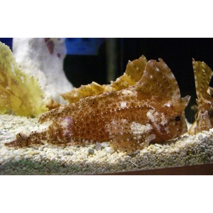 Taenianotus Triacanthus / Bladvis Indonesië