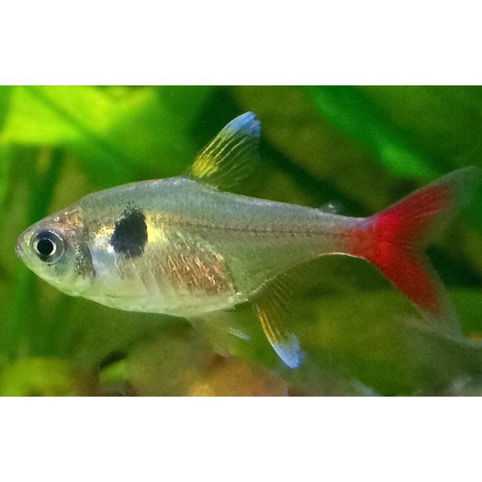 Megalamphodus Roseus / Gele Fantoomzalm