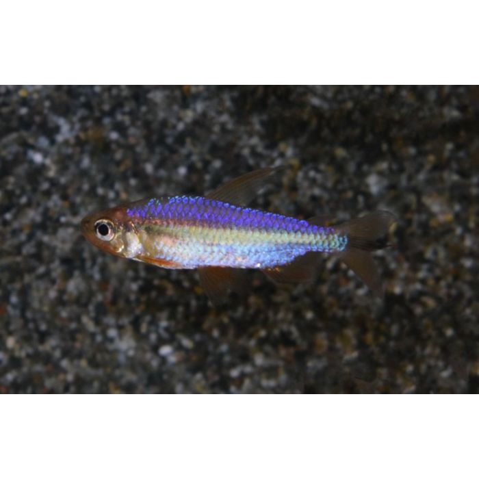 Alestopetersius Brichardi Red / Rode Kongozalm