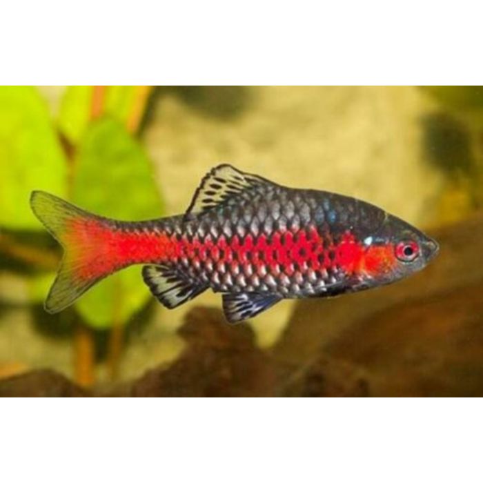 Pethia Ticto Odessa Barbeel