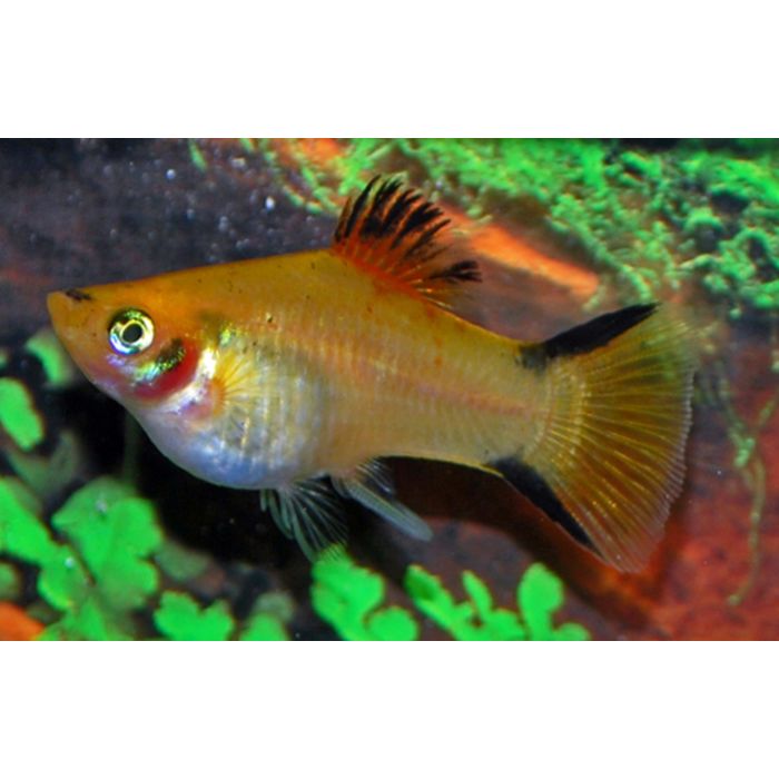 Xiphophorus Maculatus Platy Victory Yellow