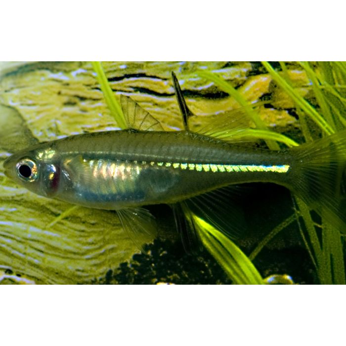 Marosatherina Ladigesi / Celebes Zeilvis