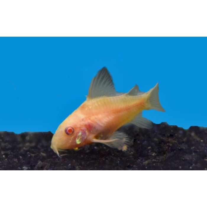 Corydoras Paleatus Albino
