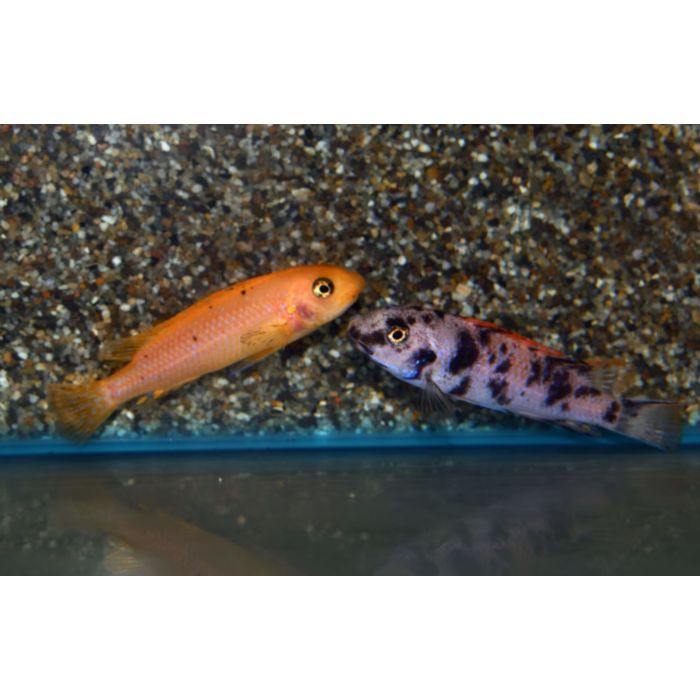 Labeotropheus Trewavasae Thumbi Point S