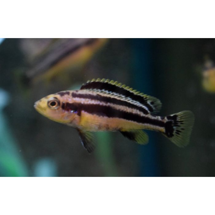 Melanochromis Chipokae