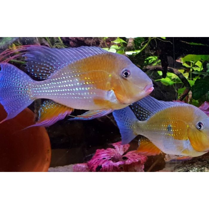 Acarichthys Heckelii Red S