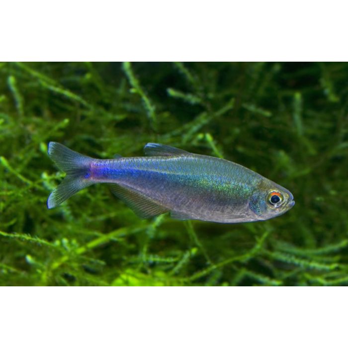Boehlkea Fredcochui / Blauwe Tetra Peru