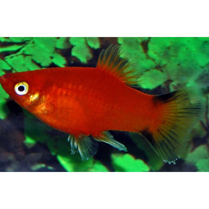 Xiphophorus Maculatus Platy Victory Red