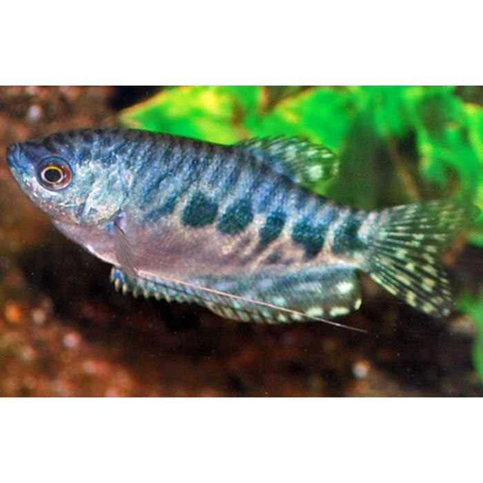 Trichopodus Trichopterus Marble / Marmergoerami