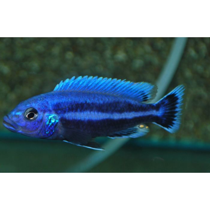 Melanochromis Chipokae