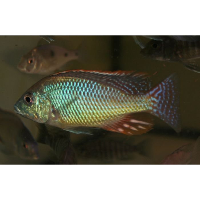 Otopharynx Tetrastigma