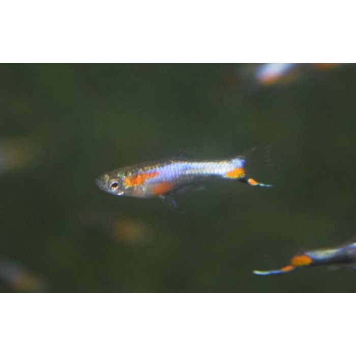 Poecilia Wingei Blue Star (m/f) M