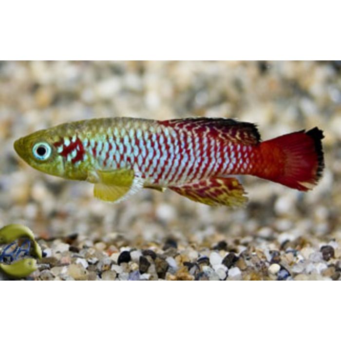 Nothobranchius Guentheri / Killivis Guentheri