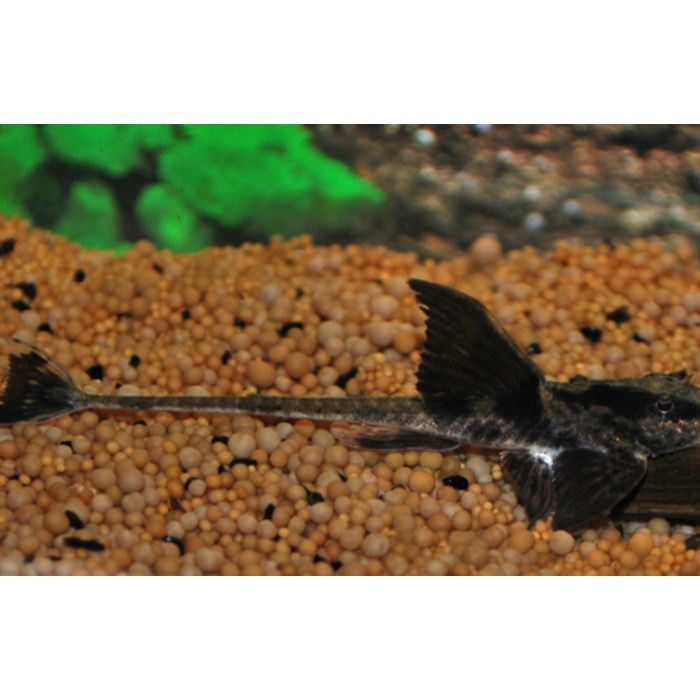 Loricaria Sp. Rio Atabapo / Zweepstaart Rio Atabapo