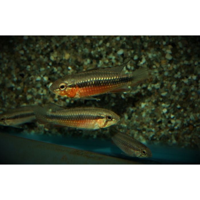Apistogramma Elizabethae