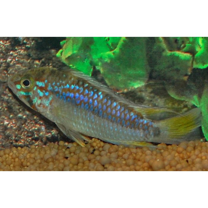 Apistogramma Ortegai / Dwergcichlide Ortegai