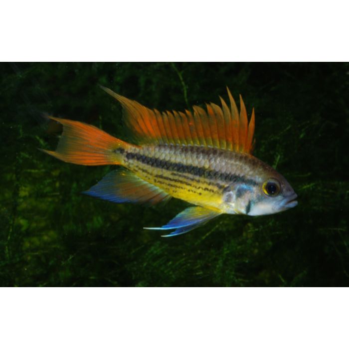 Apistogramma Cacatuoides Orange Select M