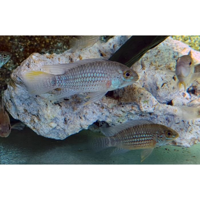 Apistogramma Sp. Alto Tapiche