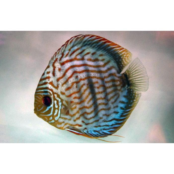 Symphysodon Aequifasciatus / Discus Blue Turquoise