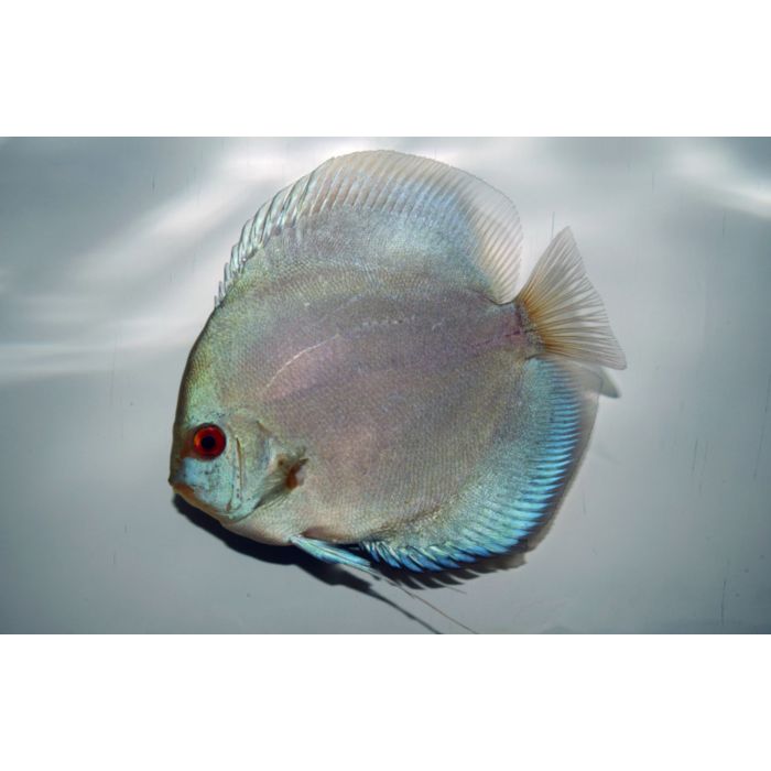 Symphysodon Aequifasciatus / Discus Blue Diamond